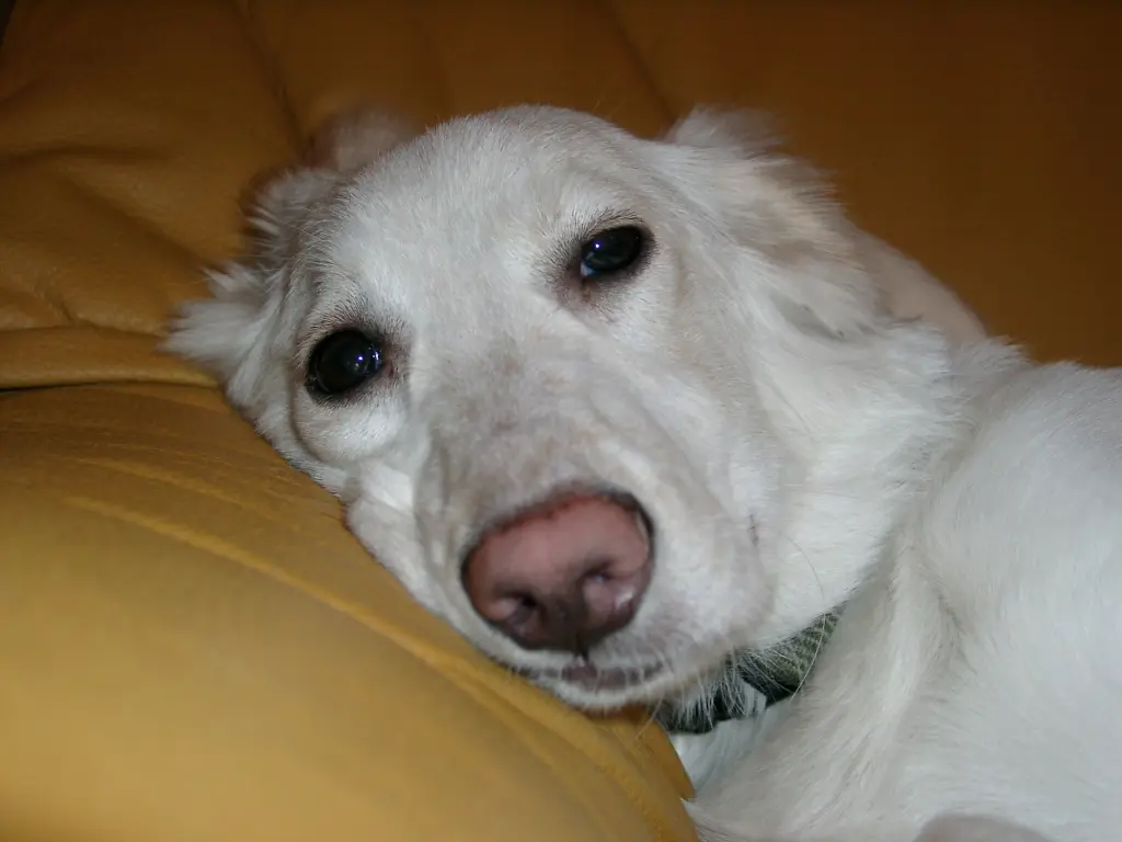 Image from Bonita (Mausele)