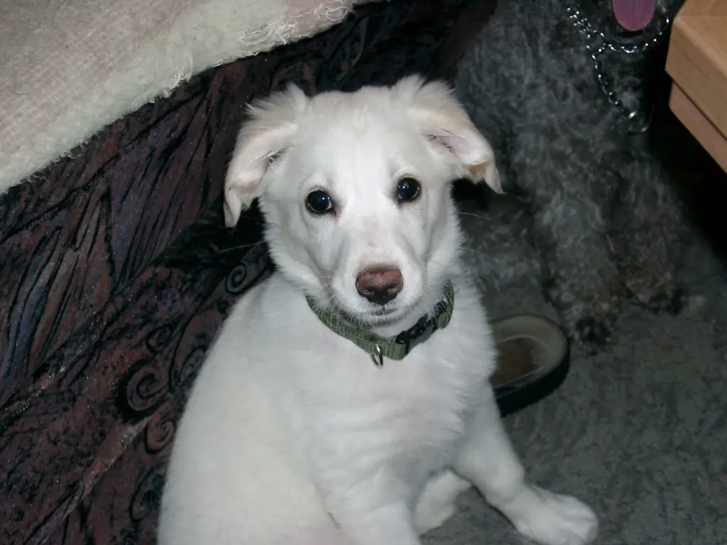 Image from Bonita (Mausele)