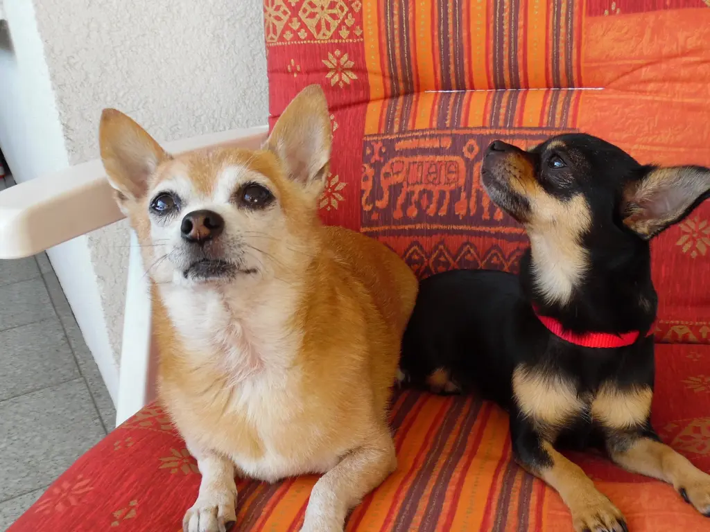 Condolence image of Irene mit Jimmy tief im Herzen