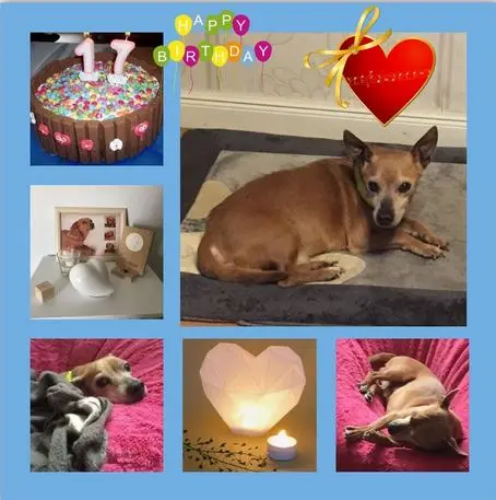 Condolence image of Happy Birthday Bommel