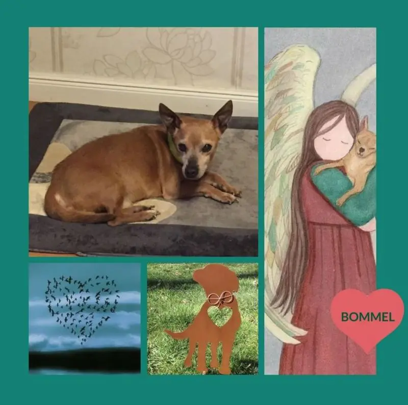 Condolence image of Rosen für Bommel