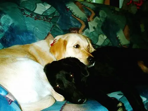 Image from Sadie