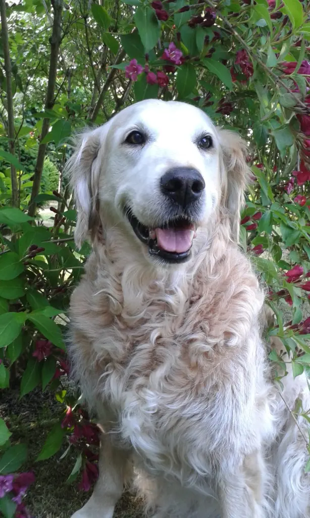 Condolence image of Für Merlin ❤