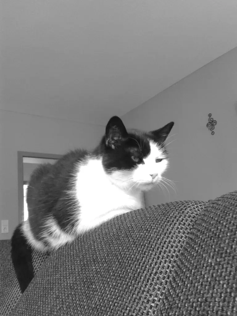 Image from Kitty