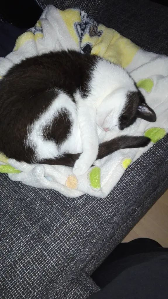 Image from Kitty