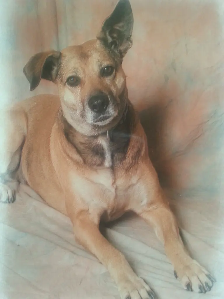 Image from Skippy