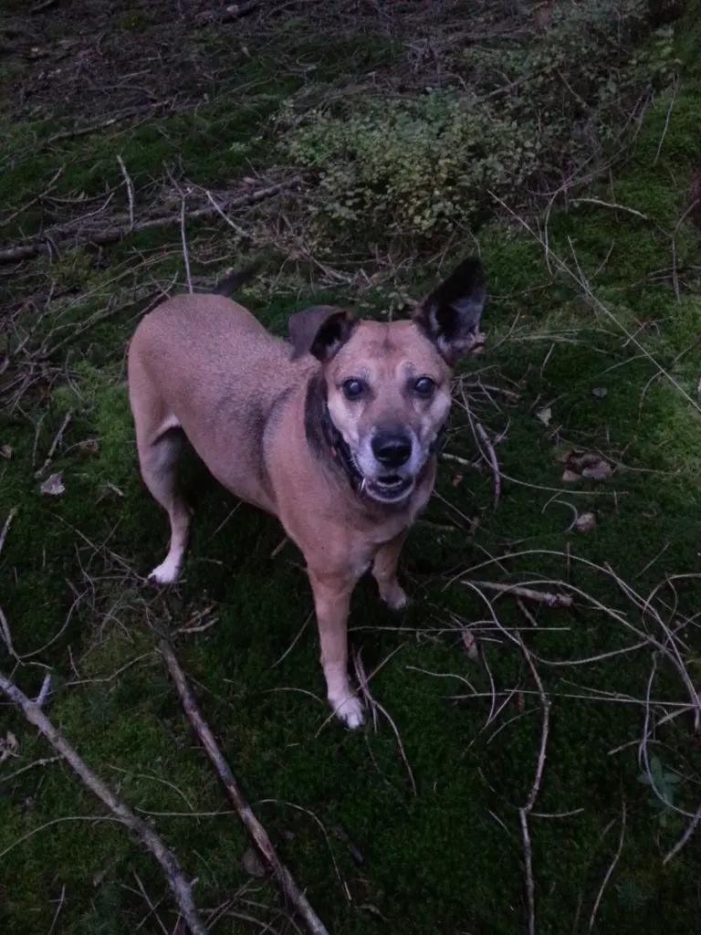 Image from Skippy