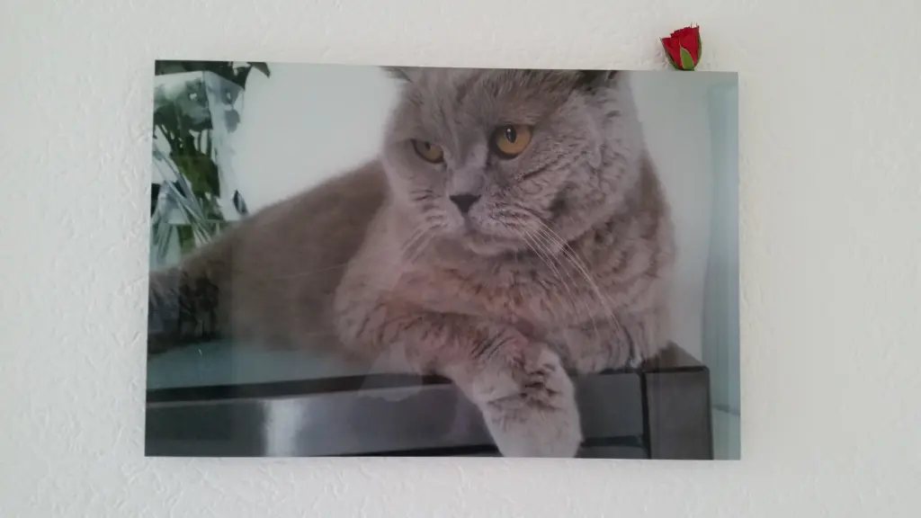 Image from Cappuccino 