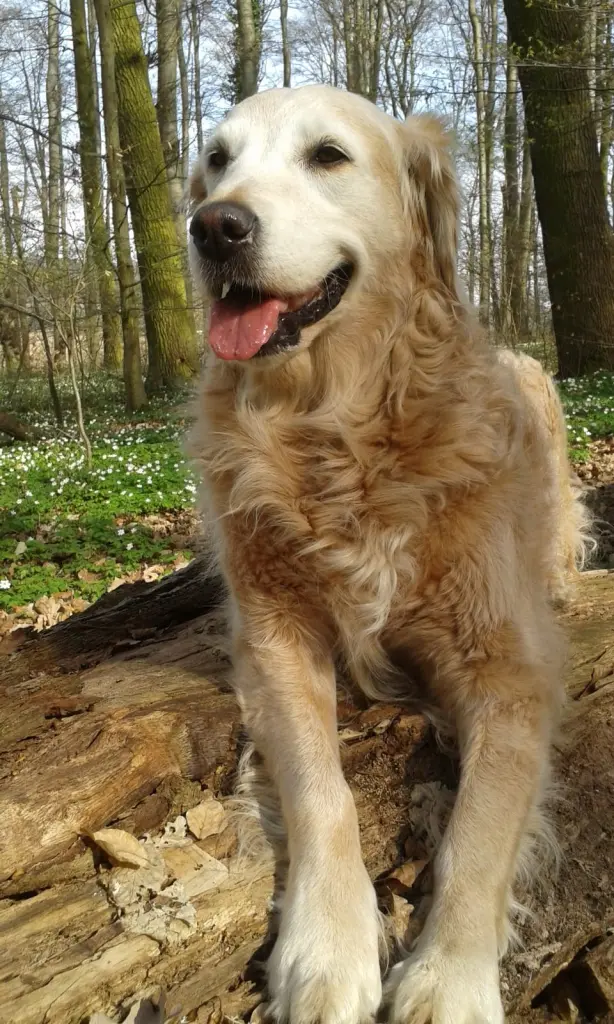 Condolence image of Für Fanta ❤