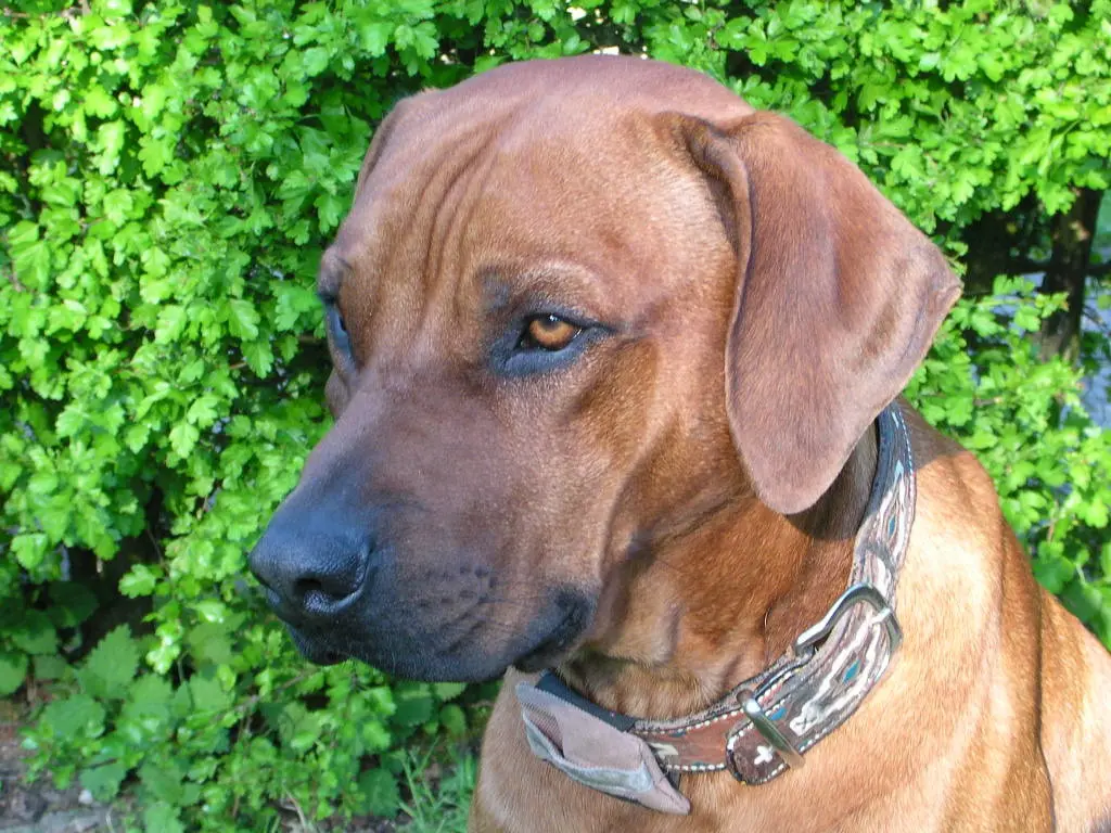 Condolence image of Britta