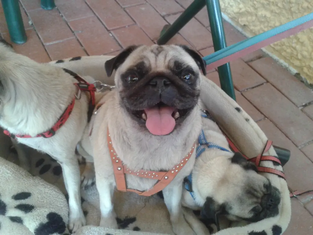 Image from Caysi