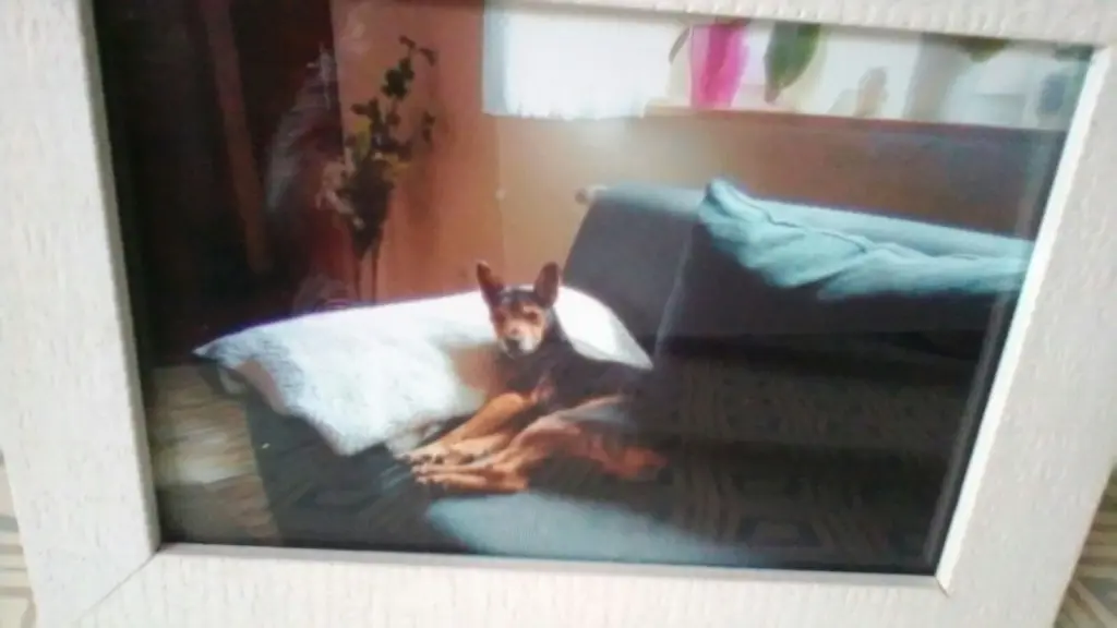Image from Bruno