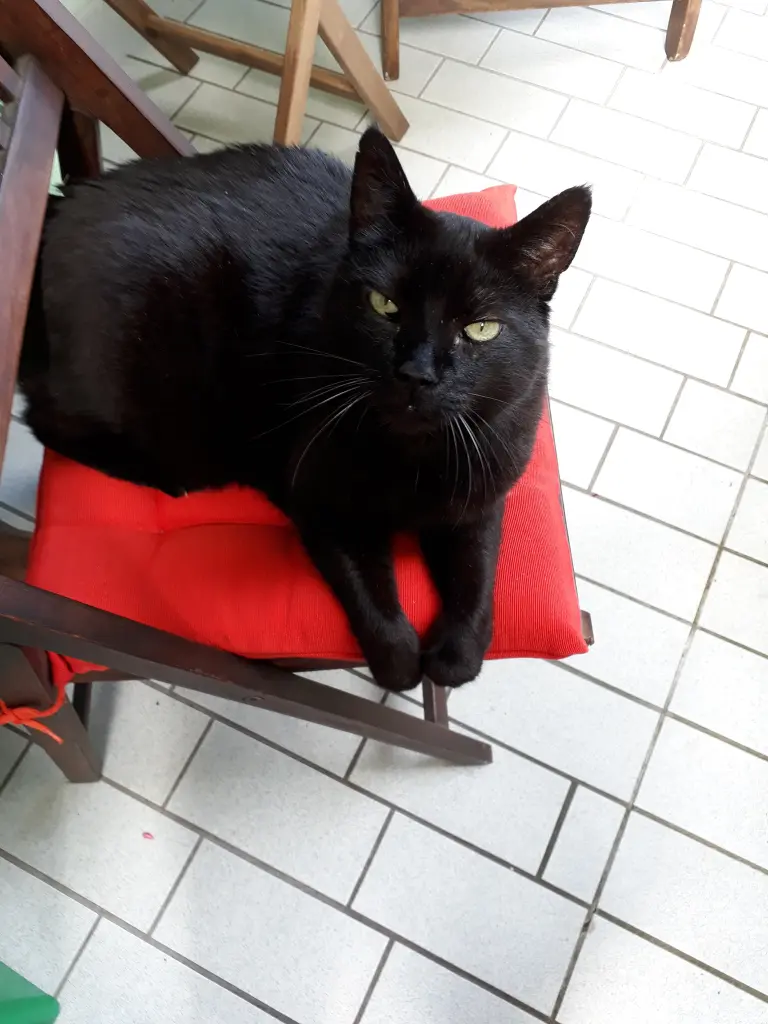 Image from Muffin