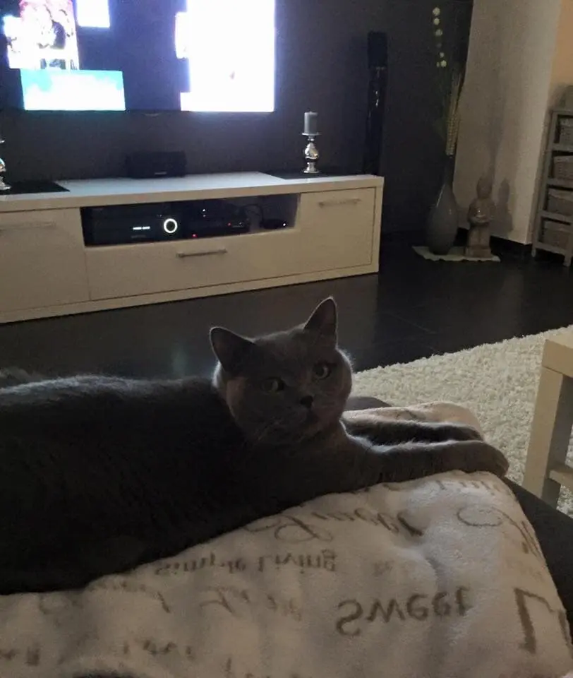Image from Kitty