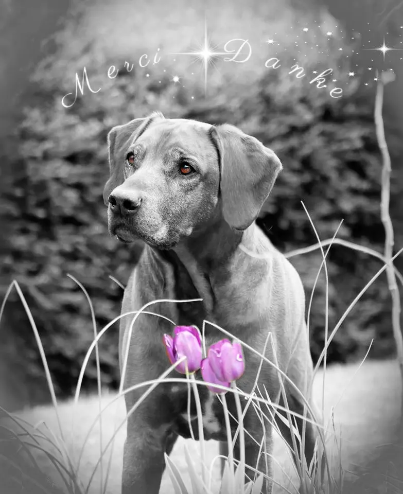 Condolence image of Lily