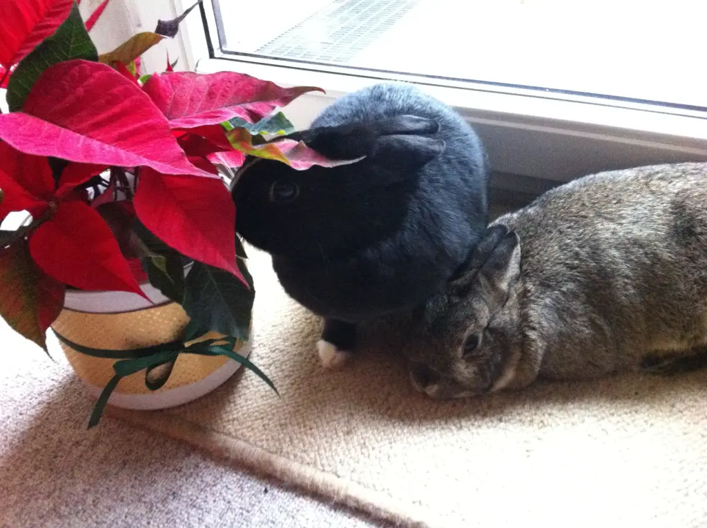 Condolence image of Eine Rose für Buddy 