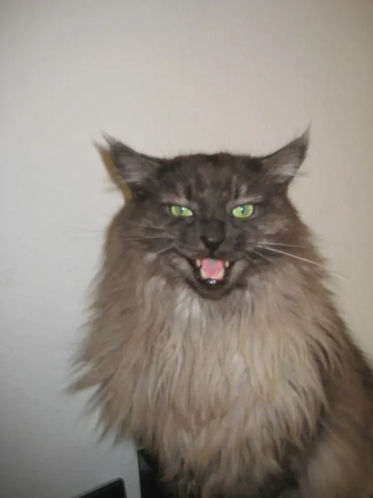 Image from Asgard