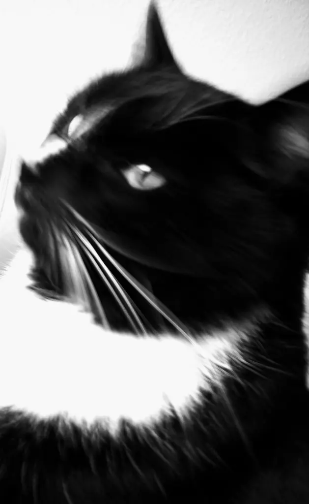 Image from Tom