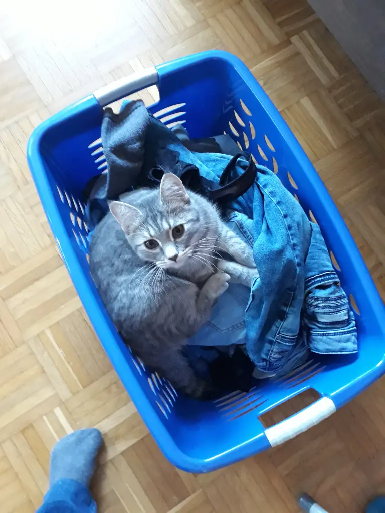 Image from Yuki