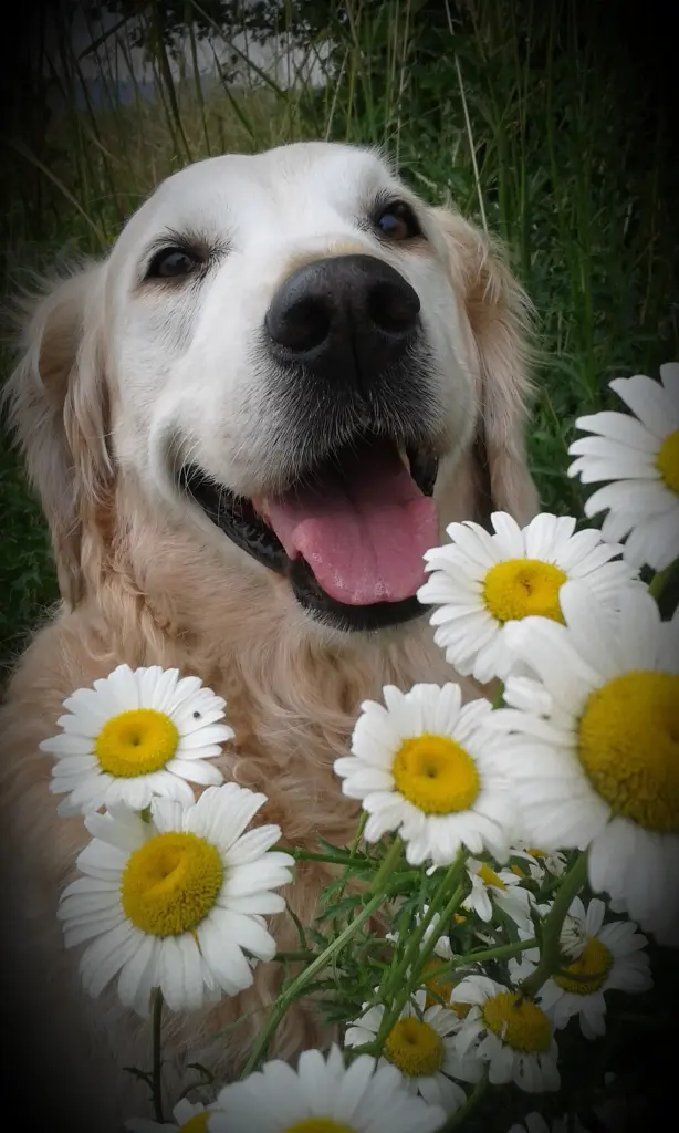 Condolence image of Für Holly ❤