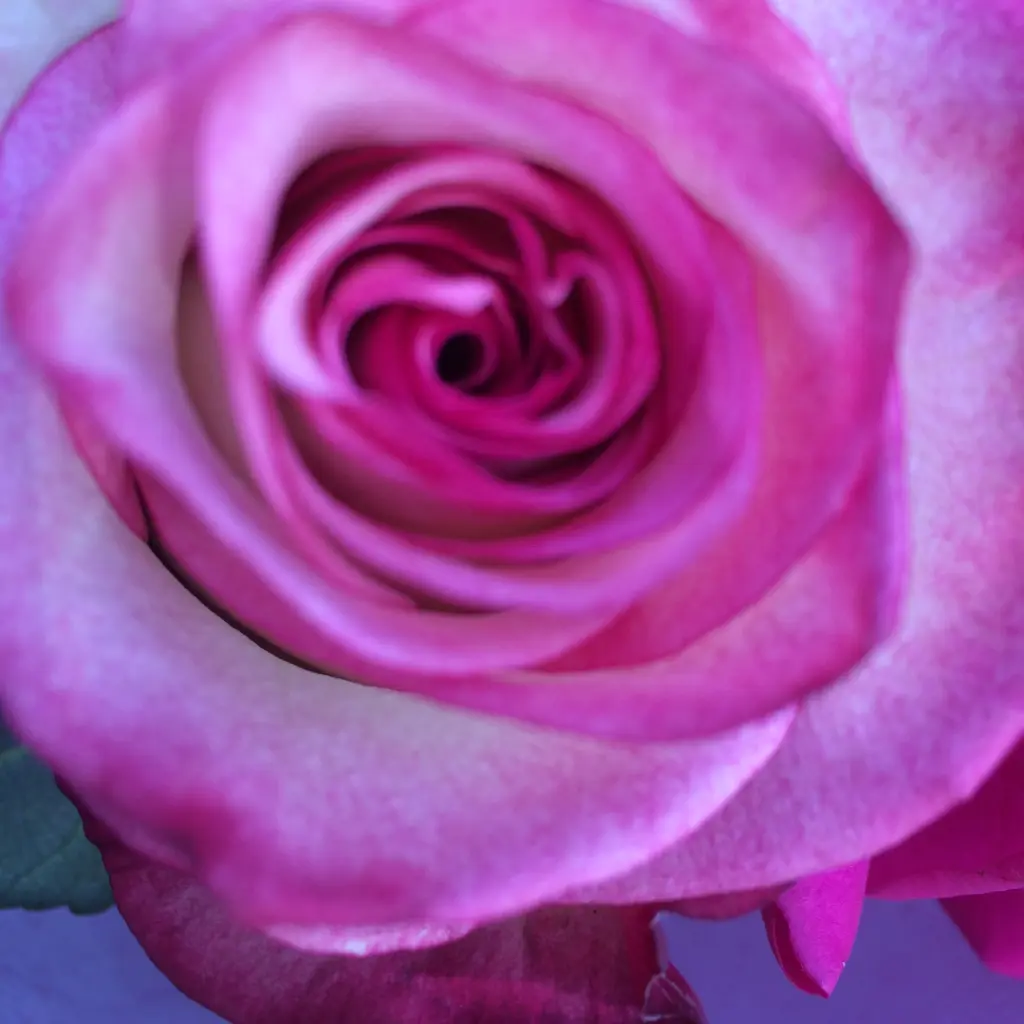 Condolence image of Eine Rose zum 10. 