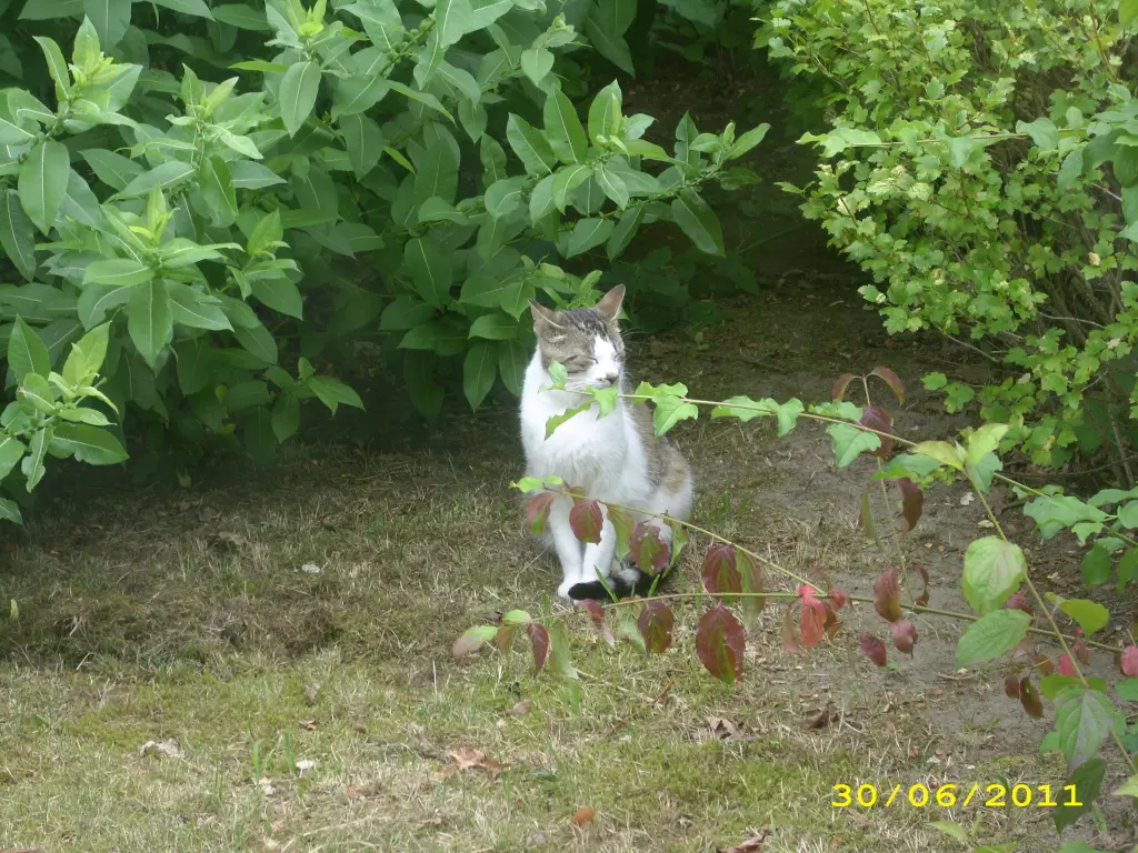 Condolence image of Ilse mit Gismo, Fee und Minna tief im Herzen