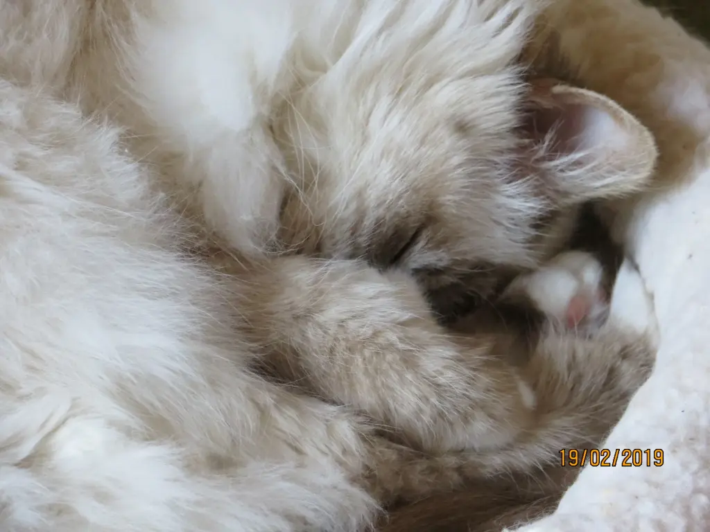 Condolence image of Uschi mit Seelenkatzen Jojo und Merlin