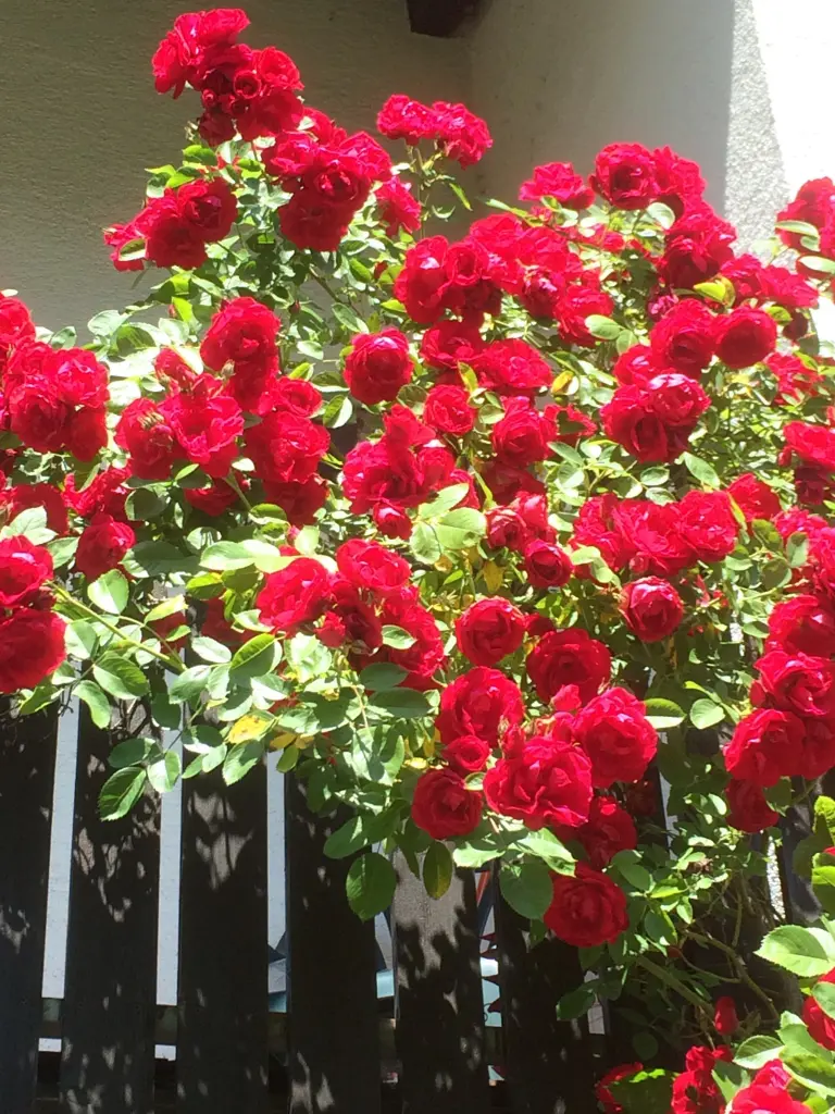 Condolence image of Verspätete Geburtstagsrosen