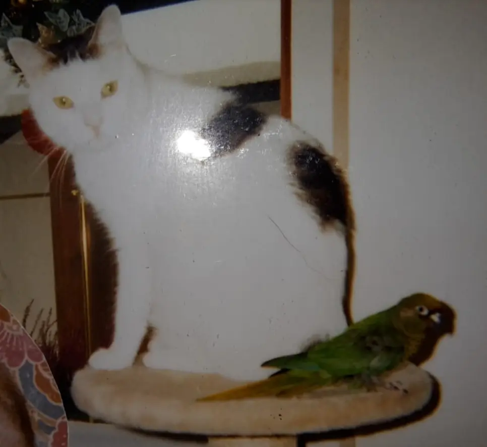 Condolence image of Eike und Edeltraud mit Mulle Miezi und Jonny tief im Herzen ♥️