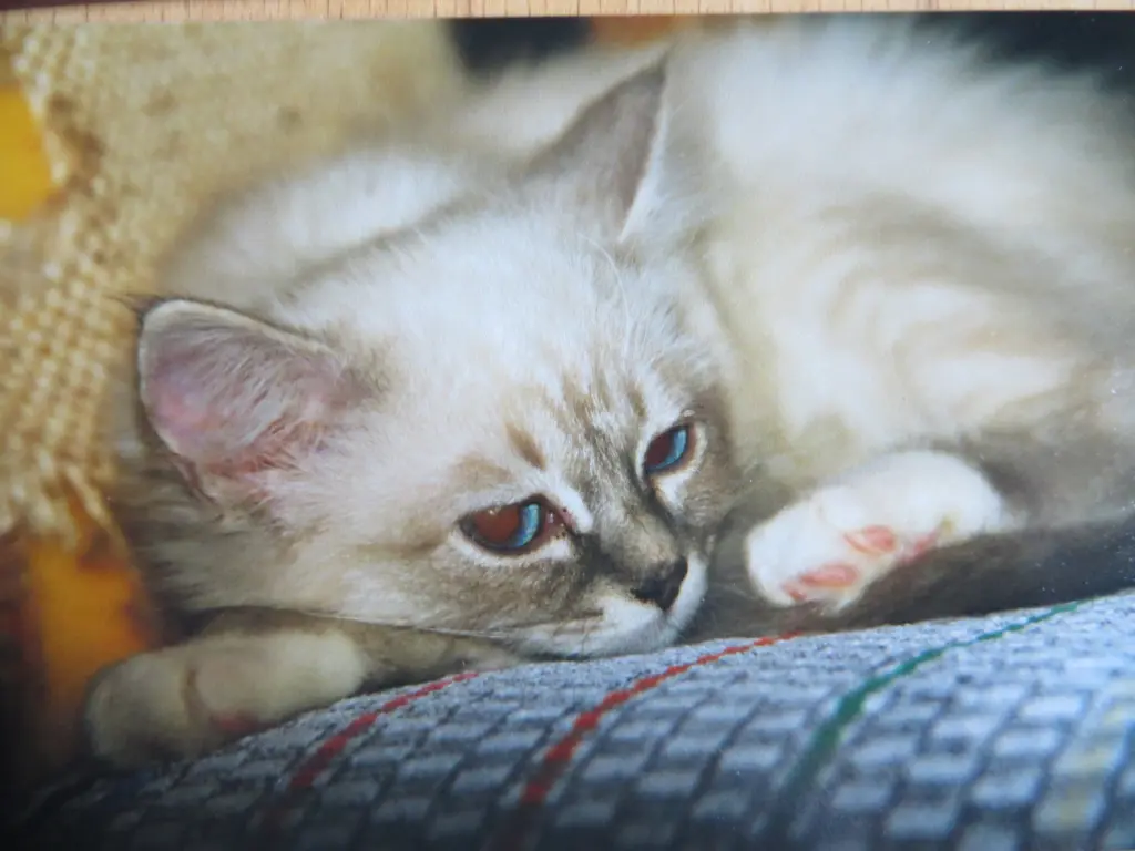 Condolence image of Merlin aus dem Regenbogenland