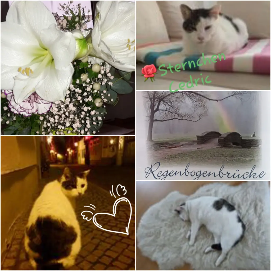 Condolence image of Eike und Edeltraud mit Mulle Miezi und Jonny tief im Herzen ♥️♥️