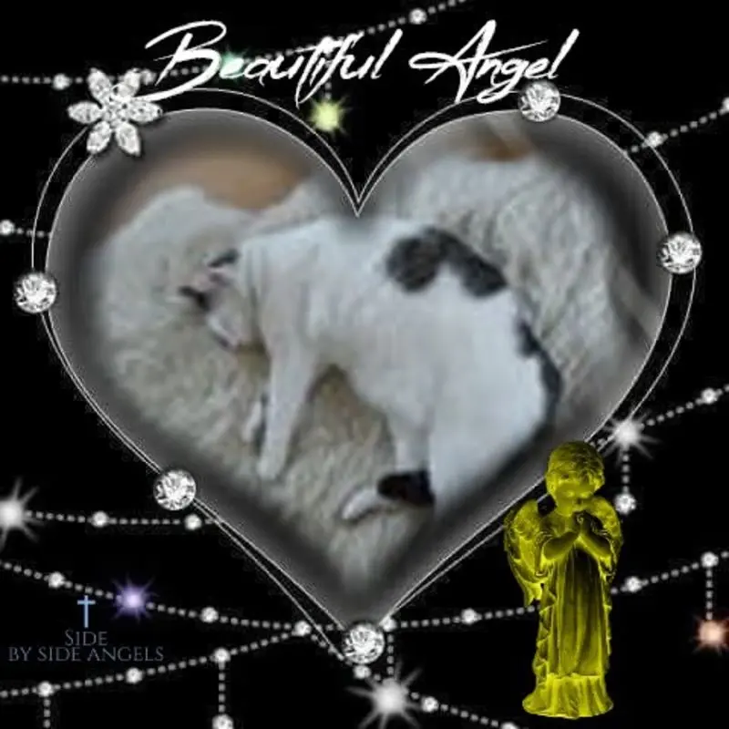 Condolence image of Gute Nacht❤️❤️❤️