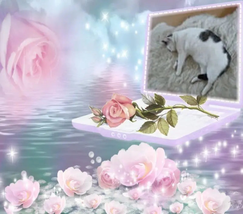Condolence image of Gute Nacht❤️❤️❤️