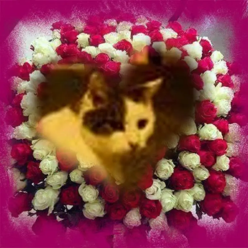 Condolence image of Fur Ceddilein❤️