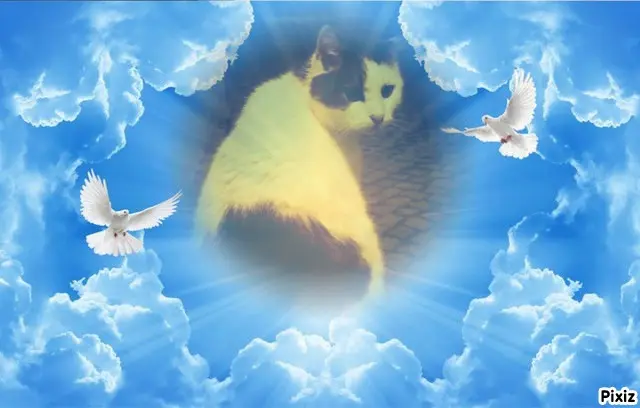 Condolence image of Tanja mit Timmy im Herzen