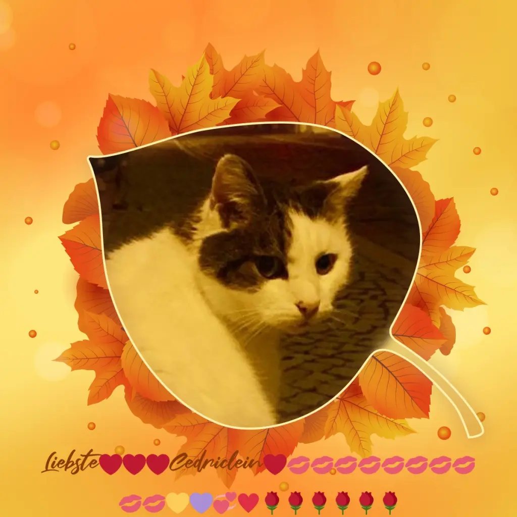 Condolence image of Liebe❤❤❤❤❤❤Cedric❤