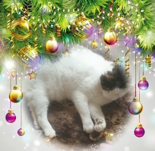 Condolence image of Frohe❤❤❤Weihnachten❤❤❤