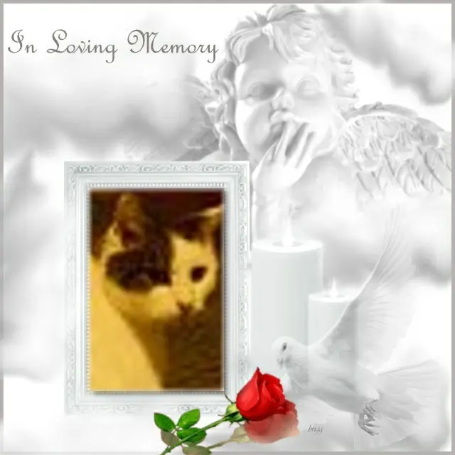 Condolence image of 4.Sternchen❤️Gedenktag❤️❤️❤️❤️