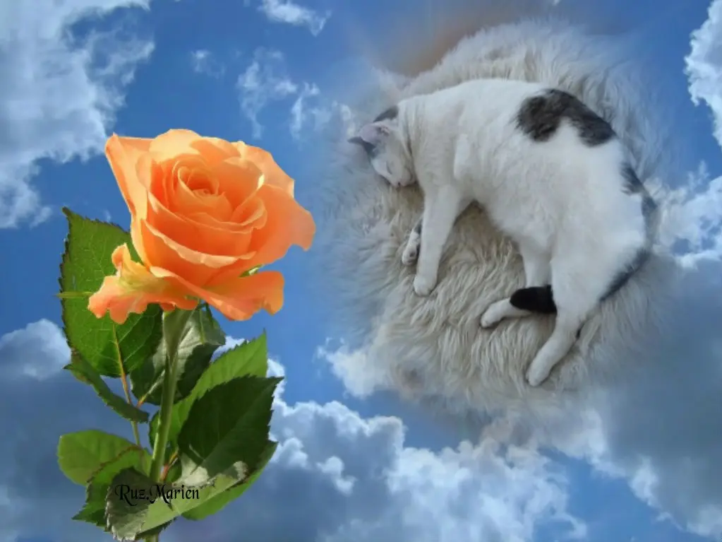 Condolence image of Fur Cedilein❤️⭐️