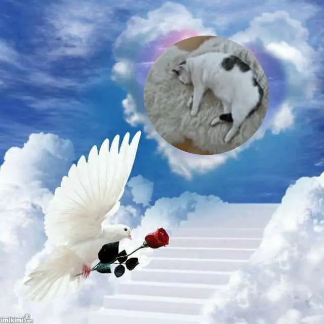 Condolence image of ❤️❤️❤️❤️❤️❤️❤️