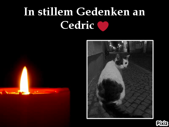 Condolence image of Tanja mit Timmy im Herzen