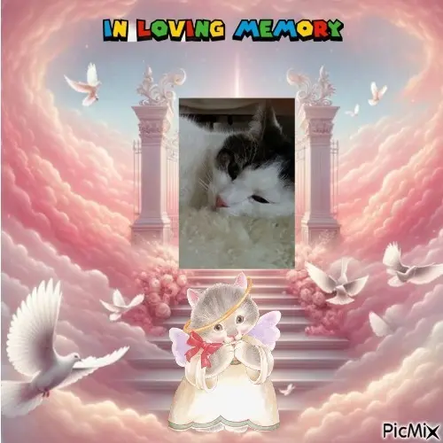 Condolence image of ❤️❤️❤️❤️❤️❤️❤️❤️❤️❤️❤️❤️