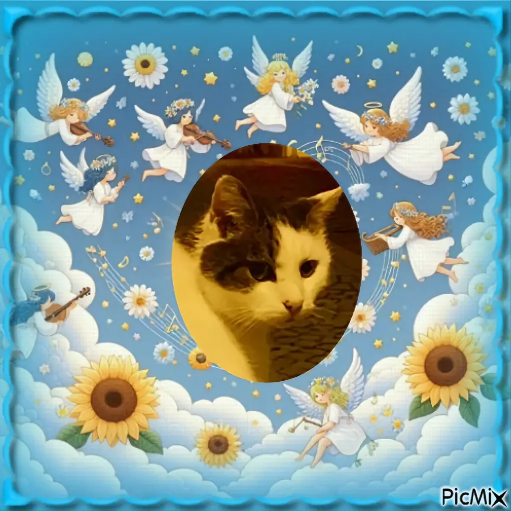 Condolence image of 7.Sternchen⭐️Gedenktag❤️❤️❤️❤️❤️❤️❤️