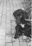 Condolence image of Hubert