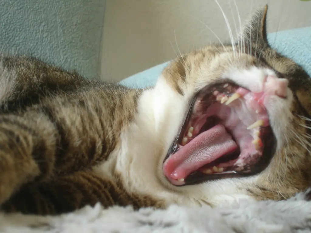 Image from Pussy