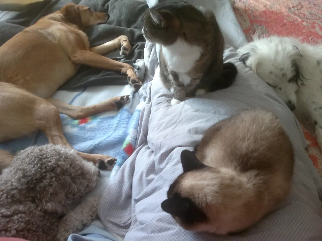 Image from Pussy