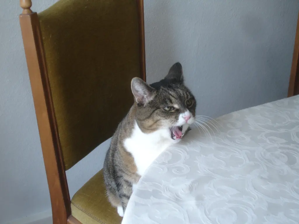 Image from Pussy