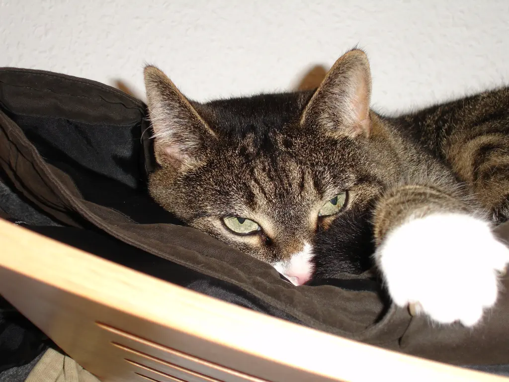 Image from Pussy
