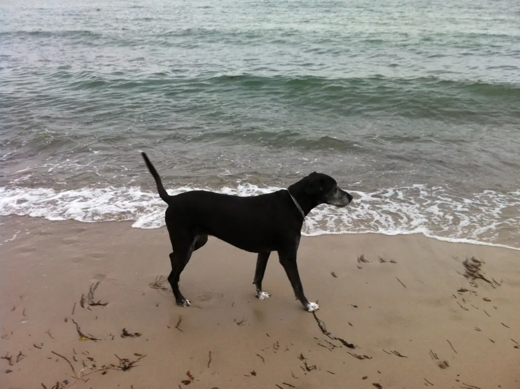 Image from Budkiss