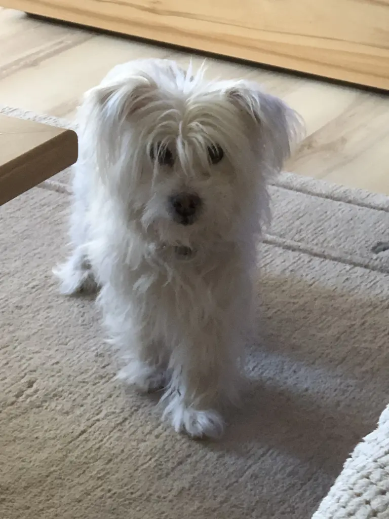 Image from Floh